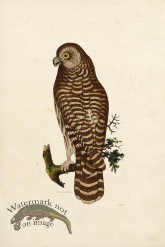 (image for) KO 18 Great Grey Owl