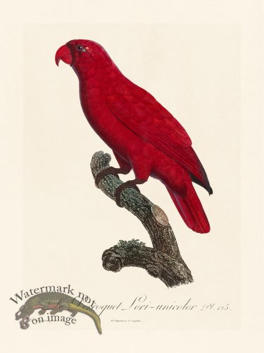 (image for) Barraband Parrot 125