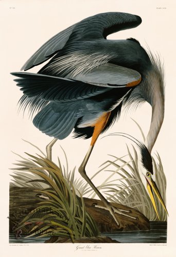 (image for) 211 Great Blue Heron