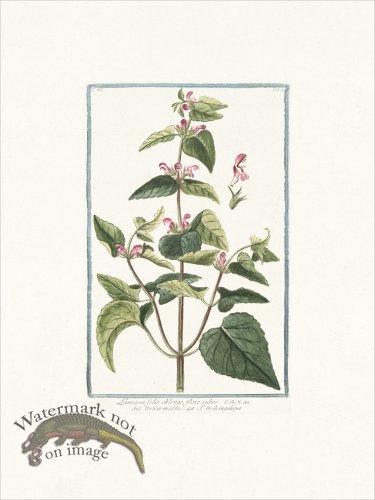 (image for) Bonelli 234 Dead-nettle