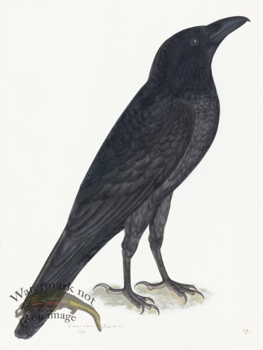 Rudbeck 015 Raven 18x24