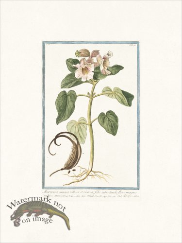 (image for) Bonelli 191 Martynia