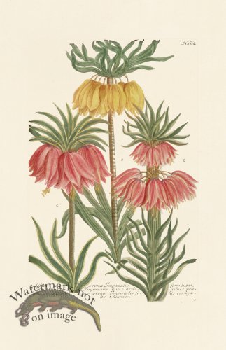 (image for) Weinmann PL 662