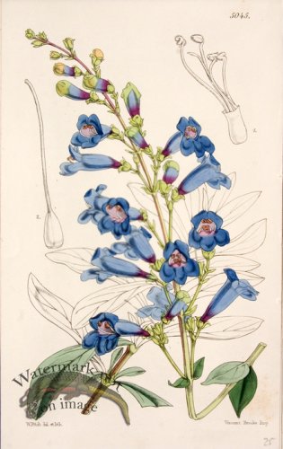 (image for) CBMS_0050