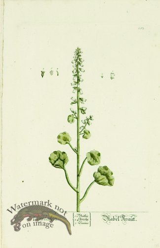 (image for) Blackwell German 249