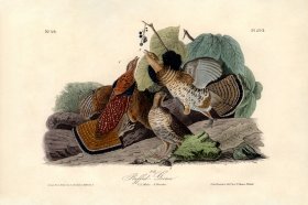 Ruffed Grouse