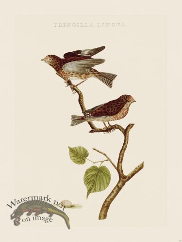 (image for) Nozeman Bird 202