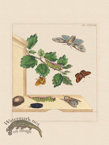 (image for) Moses Harris Insects 38