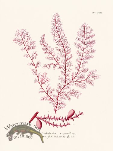 (image for) Esper Coral 018