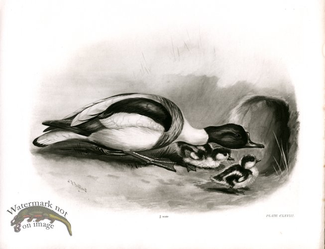 (image for) Bird 23 COMMON SHELD DUCK