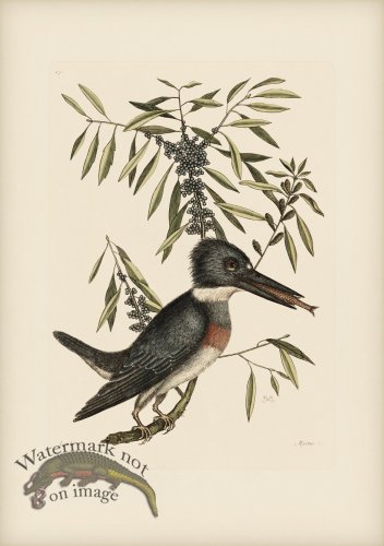 (image for) 069 King Fisher