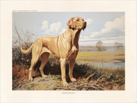 CFA Dog Labrador Retriever 04