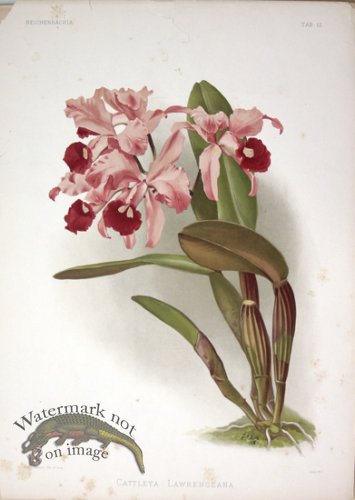 (image for) ReiOrcd 10