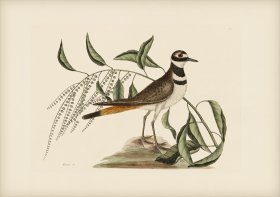 071 Chattering Plower