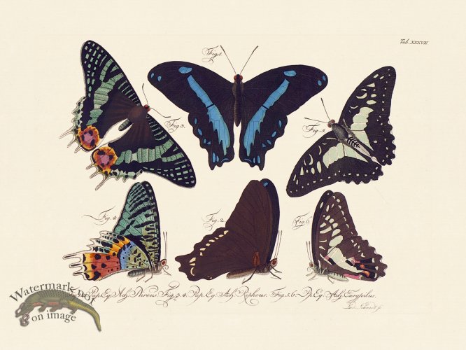 (image for) Jablonsky Butterfly 037