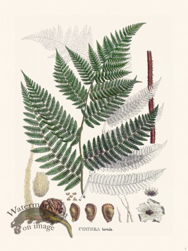 (image for) Ferns of Brazil 01