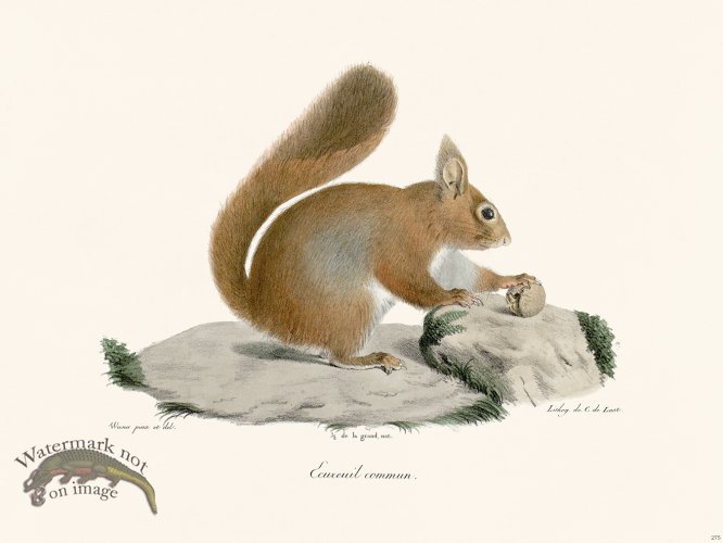 (image for) Cuvier 275 Squirrel Cammun