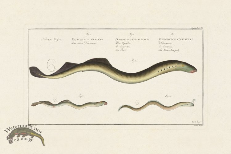 (image for) BLOCH FISH 078