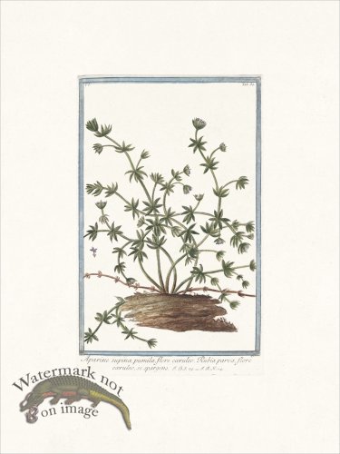 (image for) Bonelli 080 Yellow flower