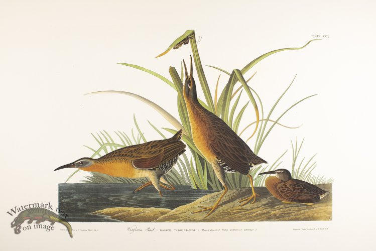 (image for) Virginia Rail