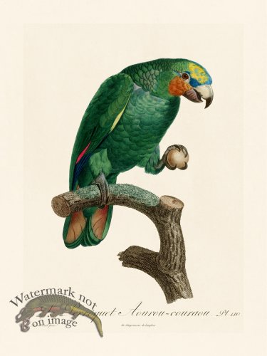 (image for) Barraband Parrot 110