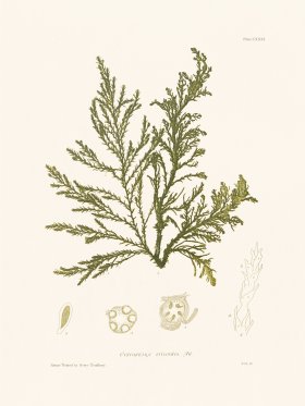 Bradbury Seaweed 131