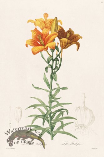 (image for) Les Liliacees Redoute 210