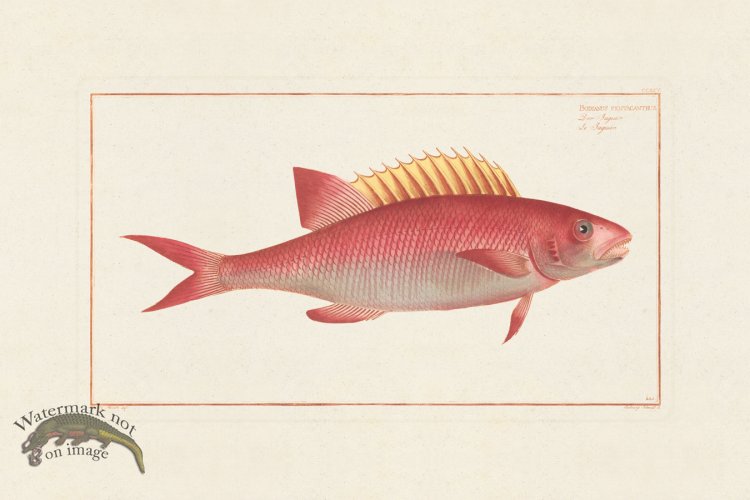 (image for) BLOCH FISH 225