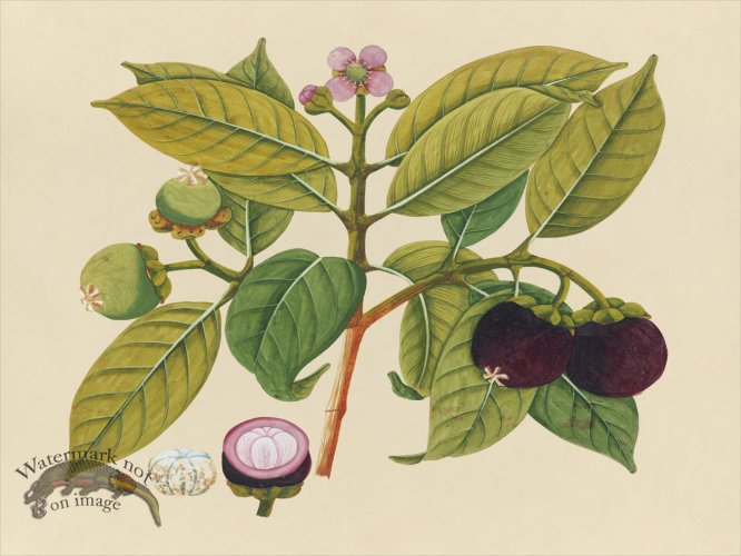 (image for) Far East Fruit and Flowers 18