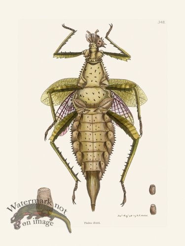 (image for) 348 Phasma Dilated