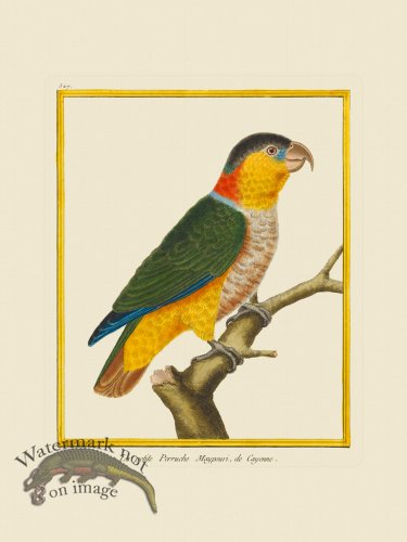 (image for) Martinet Bird 527