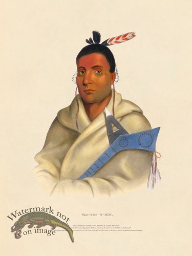 (image for) Waa-top-e-not Chippewa