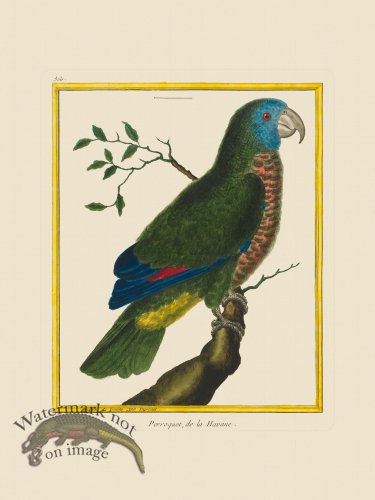 (image for) Martinet Bird 360