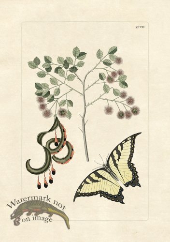 (image for) Olden Butterfly 97