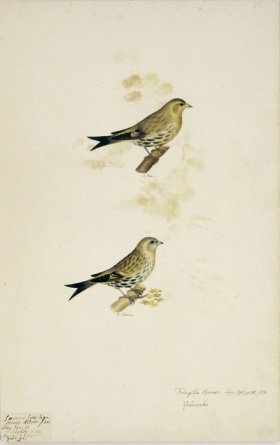 74 Swedish Birds . Fringilla Spinus, Eurasian Siskin, M.F