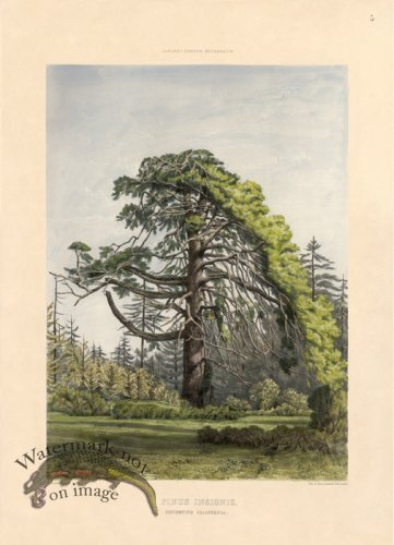 (image for) Monterey Pine of California