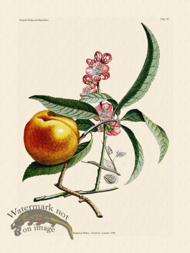 (image for) Wilkes Butterflies 057