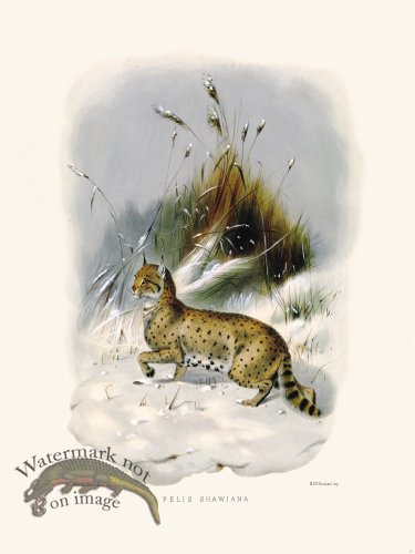 (image for) Elliot Cat 35 Cat Shawiana