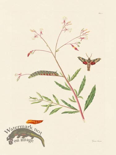 (image for) Abbot Butterfly 031