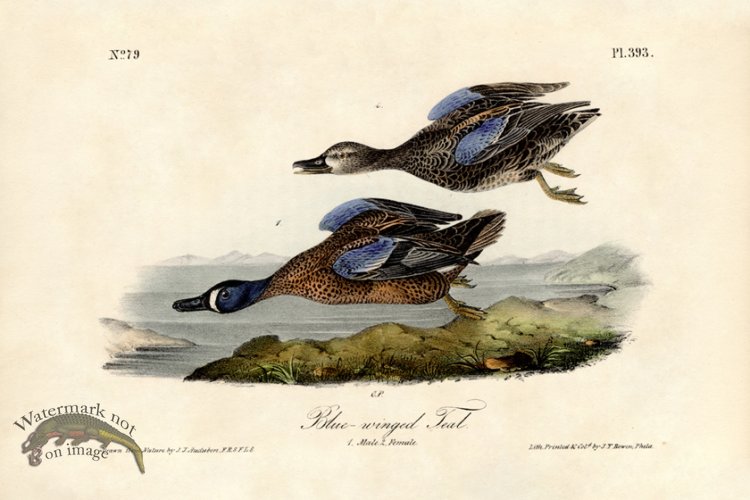 Blue-winged Teal