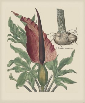 Besler 192 Colored B2