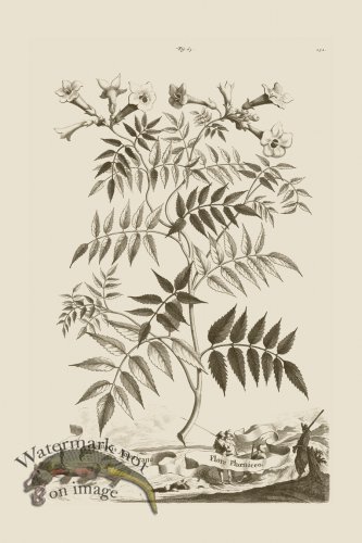 (image for) Abraham Munting 063