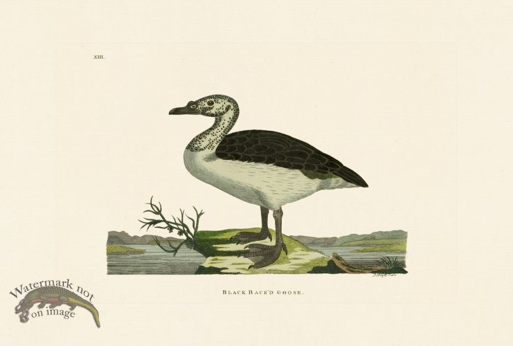 (image for) Pennant Zoology 049