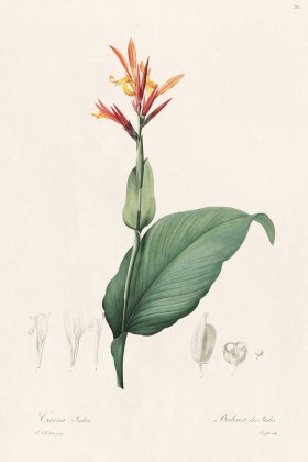 Les Liliacees Redoute 201