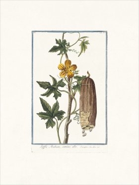 Bonelli 062 Sponge gourd