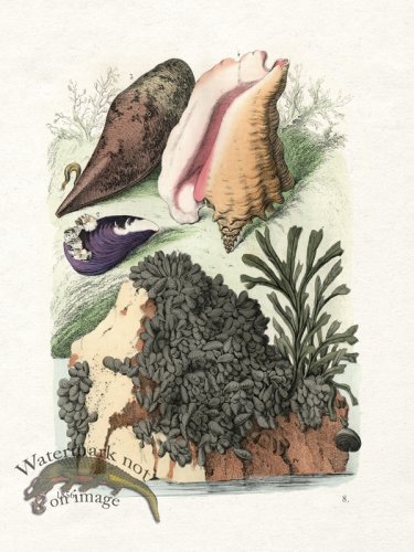 (image for) Shell BOTW 08