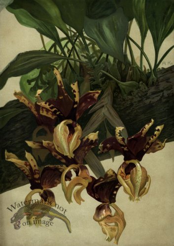 (image for) orchid 07