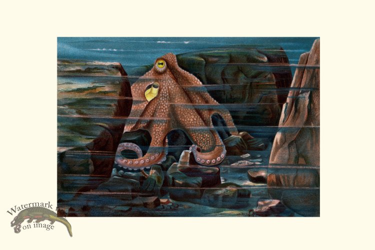 (image for) Underwater 31