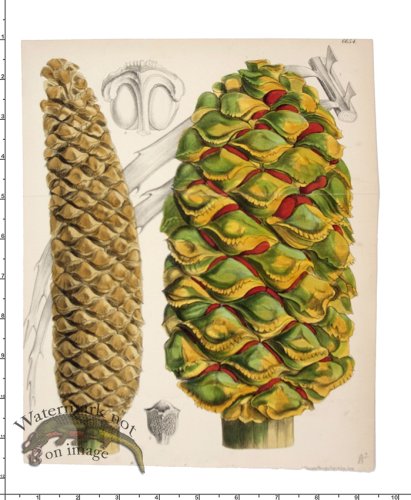 (image for) Curtis Botanical 018