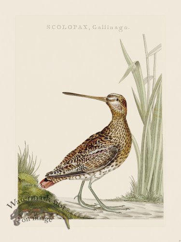 (image for) Nozeman Bird 029